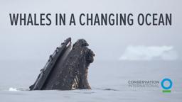 Whales in a Changing Ocean - trailer