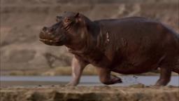 Hippos After Dark trailer - WFFR 2016