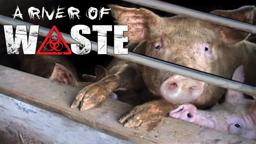 A River of Waste: The Hazardous Truth About Factory Farms | Official Trailer | CLS