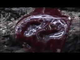 Severed - Forest of the Dead 2005 Trailer