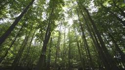 THE LAST PIG Official Trailer!