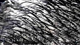 T. Rex Autopsy | National Geographic UK