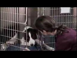 Angel Dog (2011) Trailer