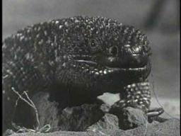Joe Dante on THE GIANT GILA MONSTER