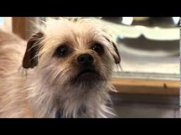 PRETTY LITTLE DOGGIE with score.