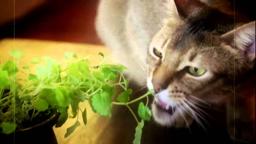 CATNIP: EGRESS TO OBLIVION?