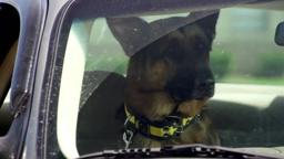 Dancer & The Dame - Official Trailer