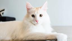 Catwalk 2 The Comeback Cats Trailer