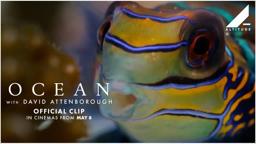 'Variety Of Ocean Life' Clip