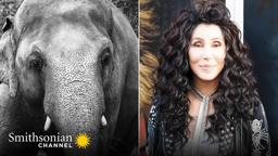 Cher's Elephant Airlift (wt) 🐘 The Journey to Save Kaavan Premieres 2021 | Smithsonian Channel
