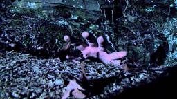 Pro Wrestlers vs. Zombies OFFICIAL TRAILER