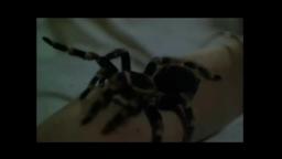 Kiss Of The Tarantula - Trailer 1976