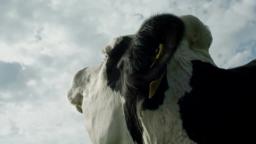 "COW" Andrea ARNOLD [First Look Clip 1]