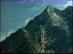 "Don't Go In The Woods" trailer