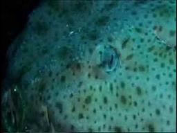 Filfla Sharks (The Track of the Tuna - 2007)