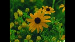 Mountain Wildflowers (16mm, trailer)