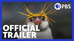 Penguins: Meet the Family | Official Trailer | NATURE | PBS