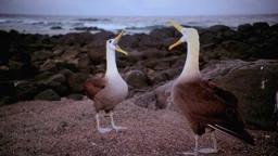 Official Trailer | IMAX Theatre Version