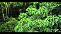 Canopy  Teaser Trailer