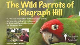 THE WILD PARROTS OF TELEGRAPH HILL - Trailer Deutsch - Nominiert Cosmic Angel 2013