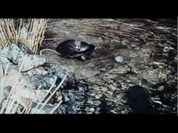 Ring of Bright Water Trailer