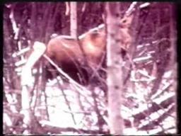 GRIZZLY 2 - CLAWS (1977) Con Jason Evers