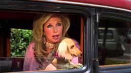 Wiener Dog Internationals