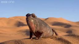 Chameleon solar panel - 24 Hours of Earth: Preview - BBC One