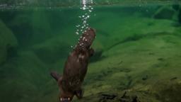 David Attenborough's Tasmania - Trailer