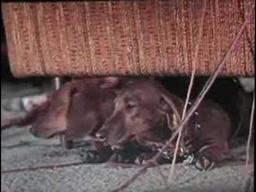The Ugly Dachshund trailer, Great Dane 1966 Disney