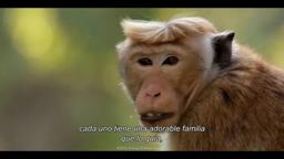 Tráiler | Growing Up Wild