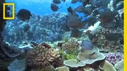 Shark Eden | National Geographic