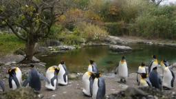 Prelude of the Moving Zoo – trailer | IFFR 2020