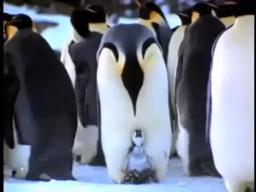 EARTHLINGS Trailer - Joaquin Phoenix - Be the Peace - Be a Plant-Based Being!