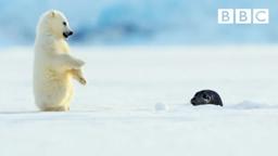 Polar bear cub is surprised by a seal - Snow Bears: Preview - BBC One