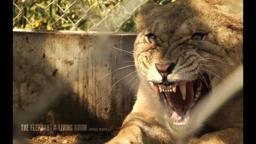 The Elephant in the Living Room Trailer (Official)