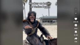 Apes Together Strong Global Phenomenon