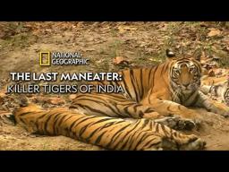 The Last Maneater  - Killer Tigers Of India