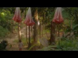 Ayahuasca: Vine of the Soul