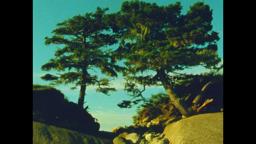 Two Trees (16mm, trailer)