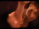 Animals in the Womb