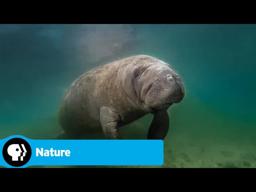 Official Preview | Wild Florida | NATURE | PBS