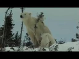 Knut and Friends - OFFICIAL TRAILER