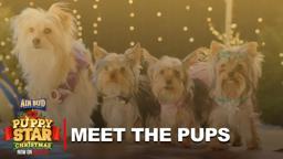 Meet The Pups of Puppy Star Christmas