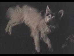 Legend Of The Spirit Dog trailer (official trailer)