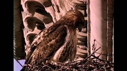 The Legend of Pale Male | trailer US (2010)