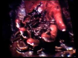 ICE FROM THE SUN Trailer