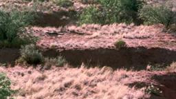 The Legend of Lobo - Trailer