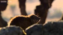 Hyrax sunshield - 24 Hours on Earth: Preview - BBC One