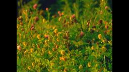 Small Mountains (16mm, trailer)